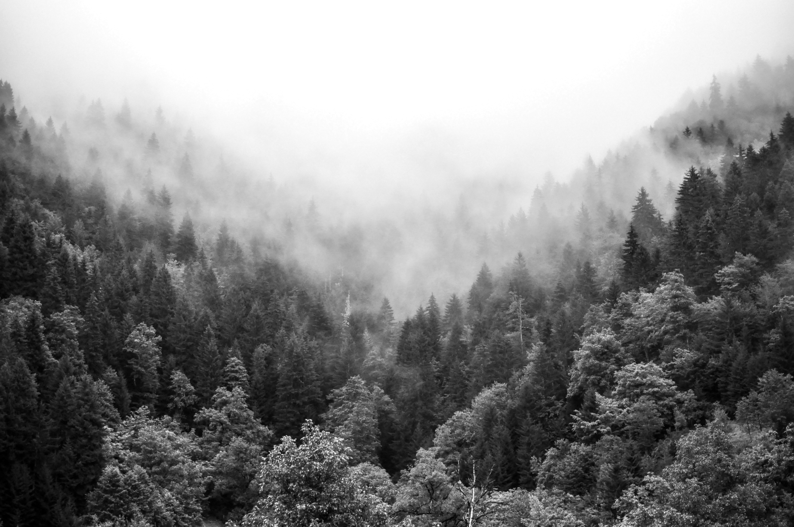 When Forest Finance Becomes Sovereign Exposure